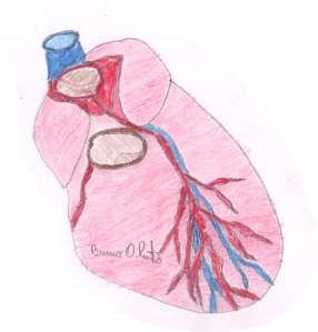 Esboço do coração, ramos da artéria coronáriana e vasos da base