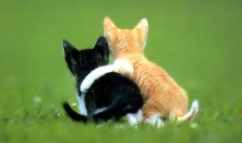 frindship animals kitty kat amizade gatos black orange preto laranja so long my friend blog não pense